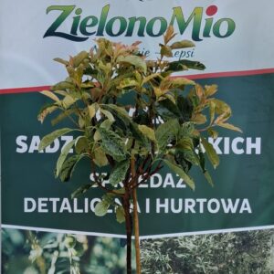 Photinia  Crispy