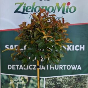 Photinia Magical Vulcano