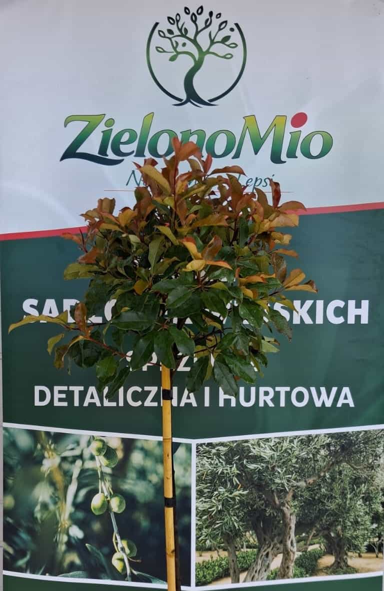 Photinia Magical Vulcano