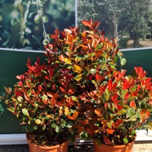 Photinia Little Red Robin Krzaczek