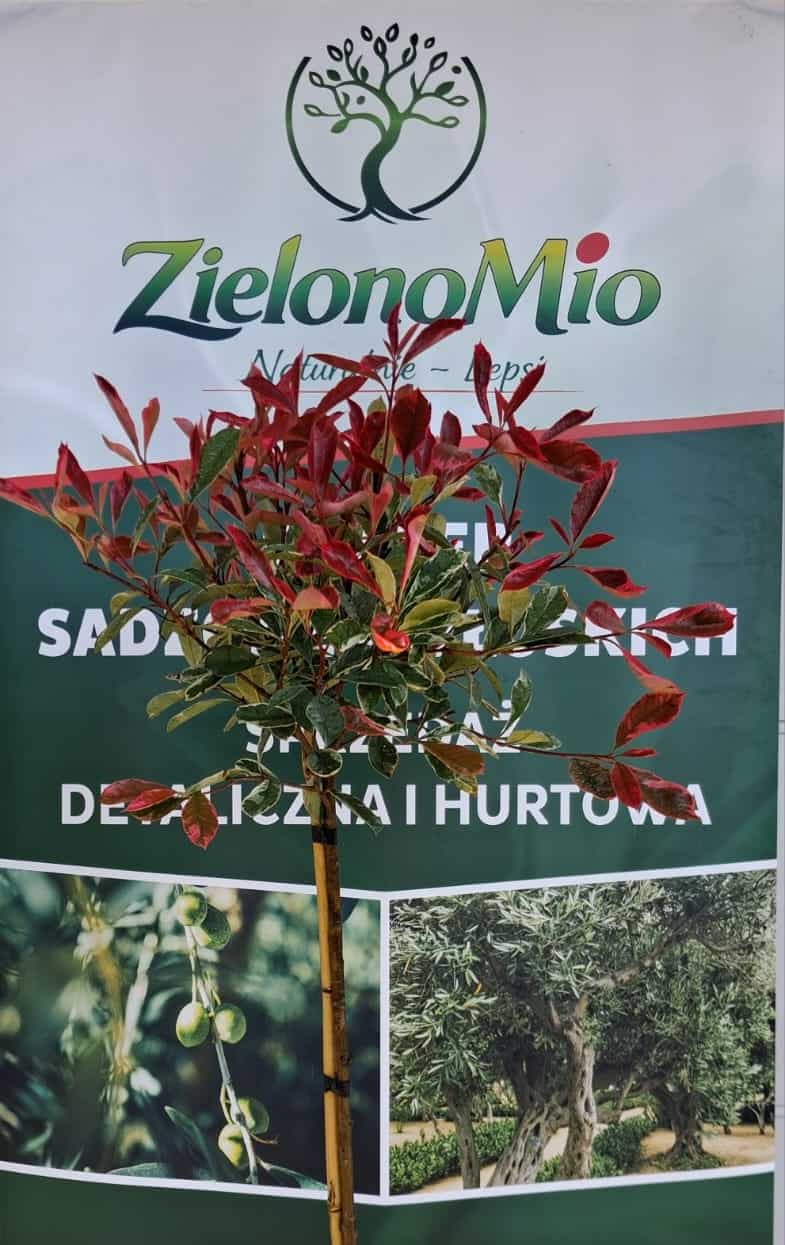 Photinia Pink Marble