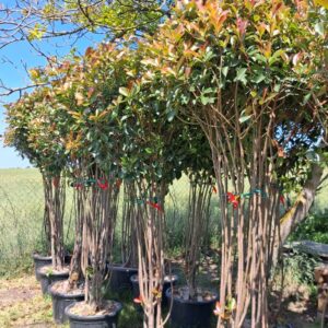 Photinia Red Robin Forma Bukiet 3 M
