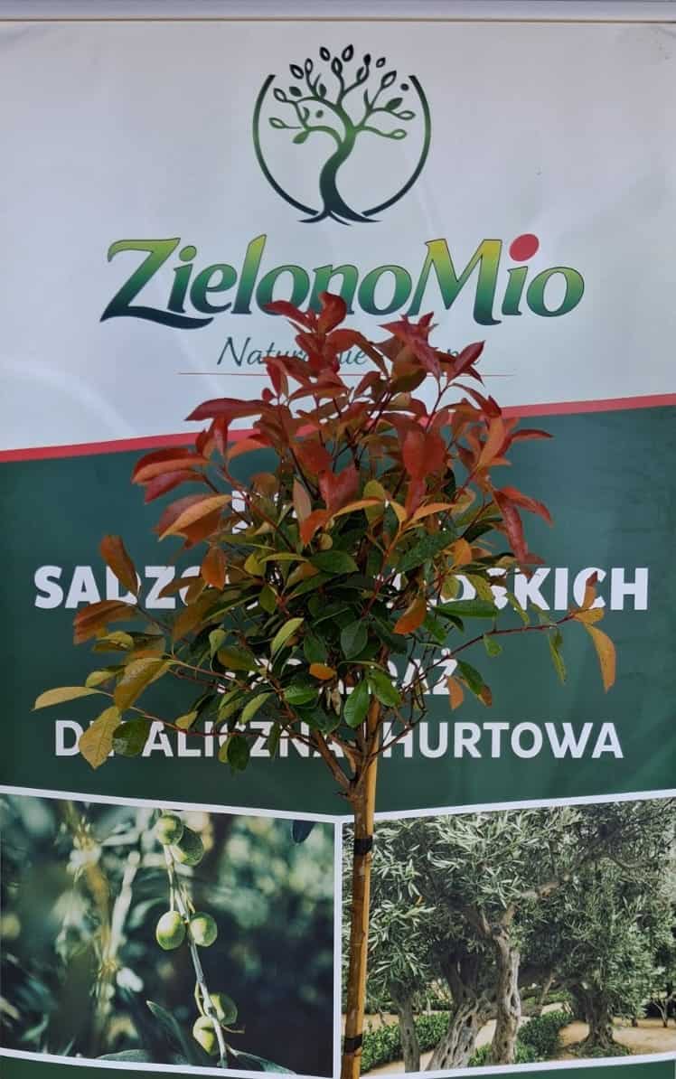 Photinia Red Robin