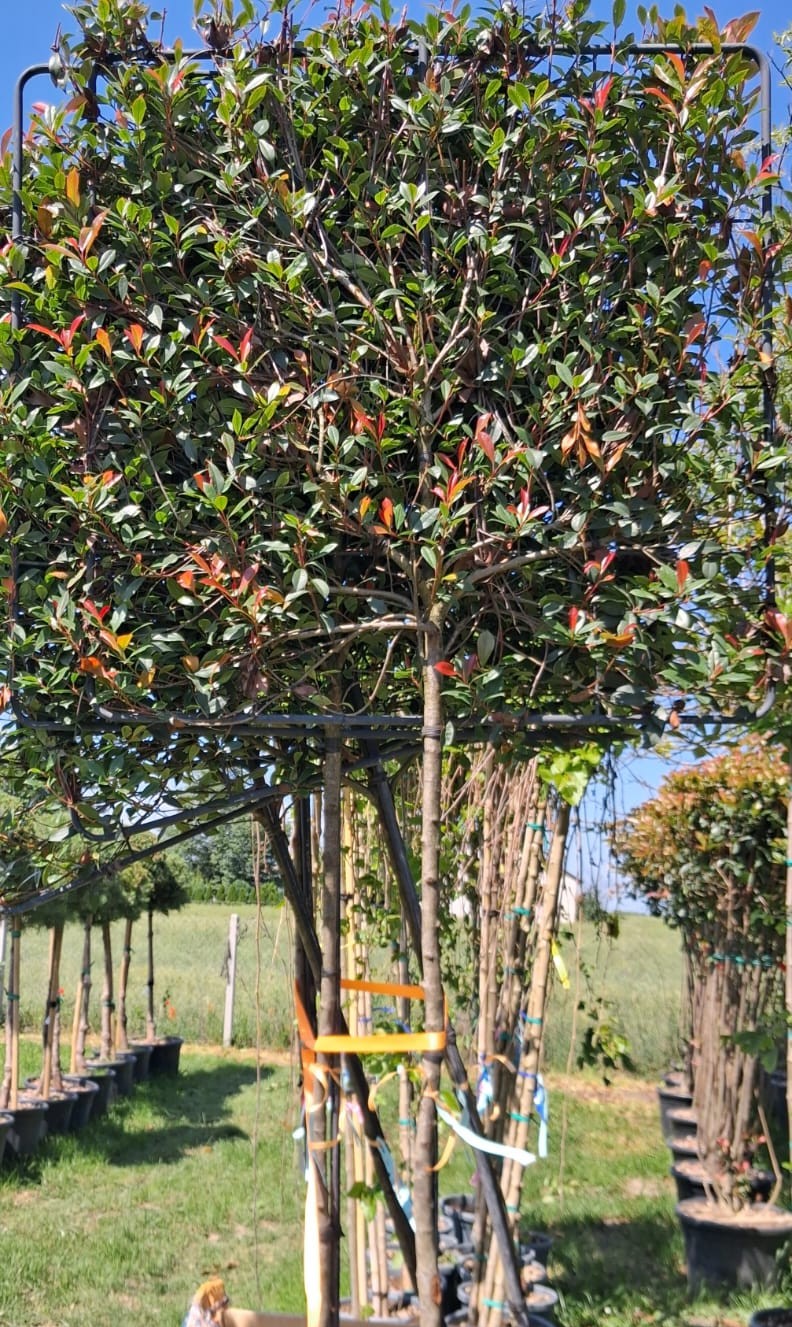 Photinia Forma Ekran