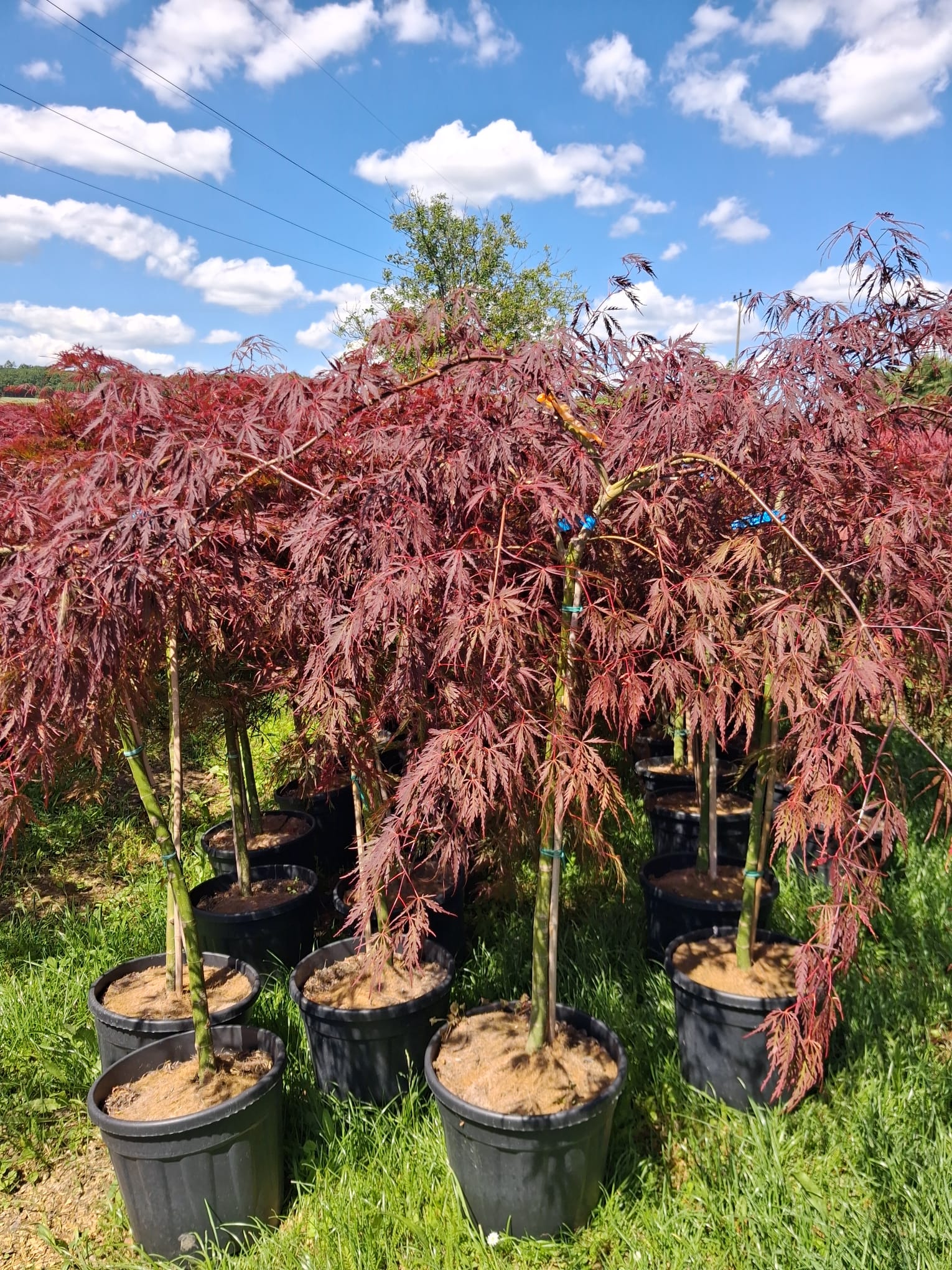 Acer plamatum / Klon Palmowy C12