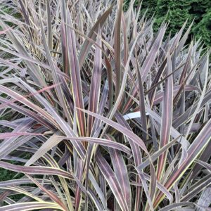 Cordelin Australis Zielona