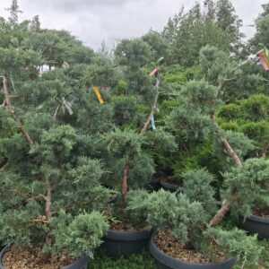 JUNIPERUS BONSAI MISA 40