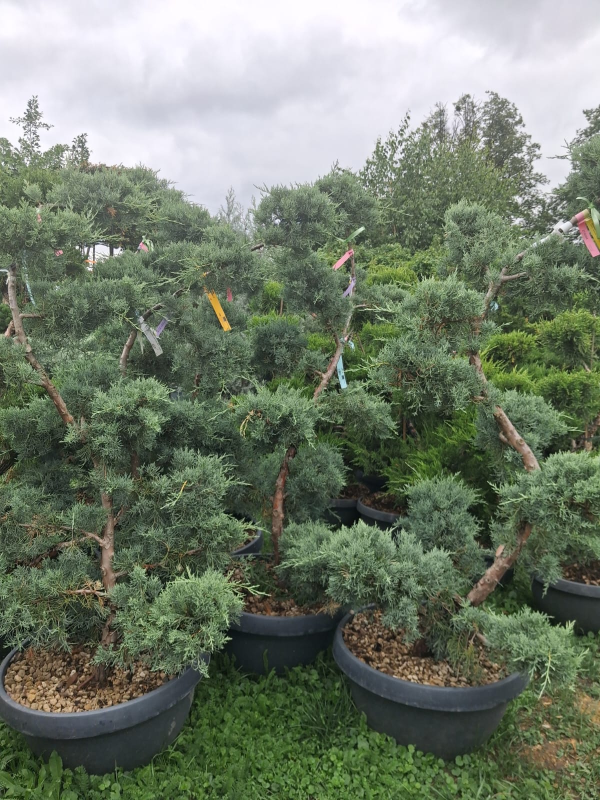 JUNIPERUS BONSAI MISA 40