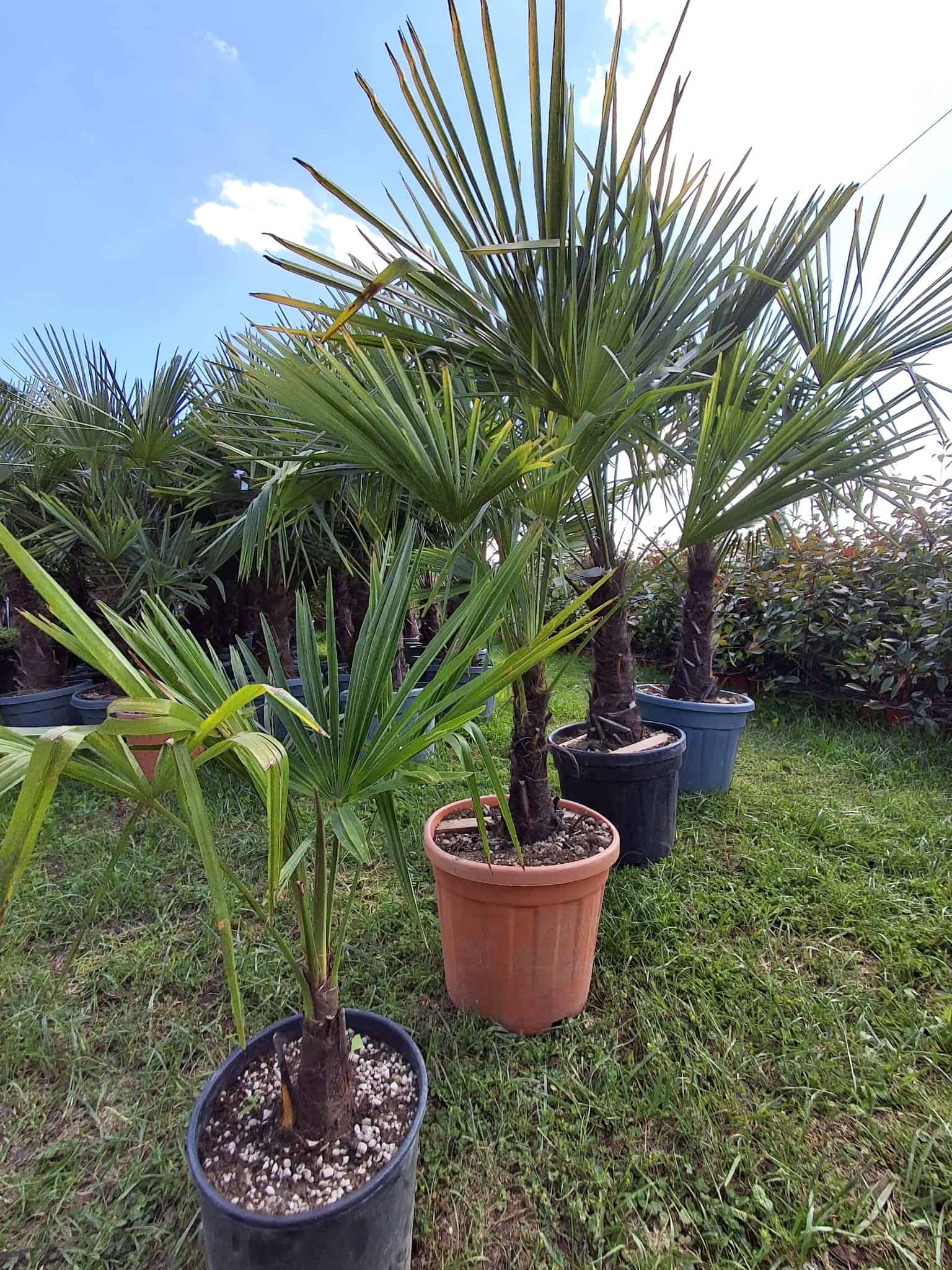 Palma Trachycarpus