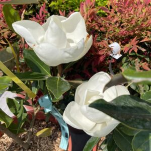 Magnolia Grandiflora
