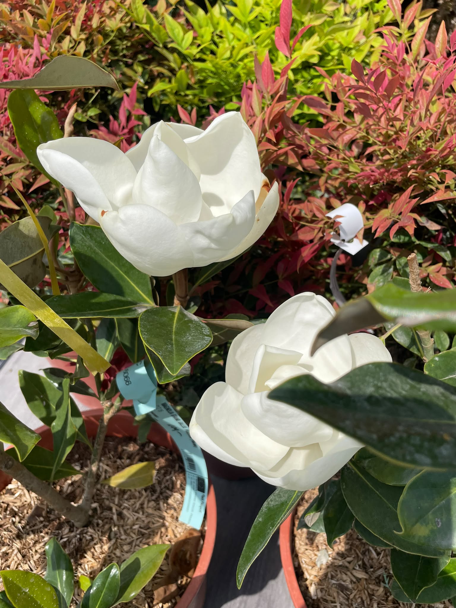 Magnolia Grandiflora