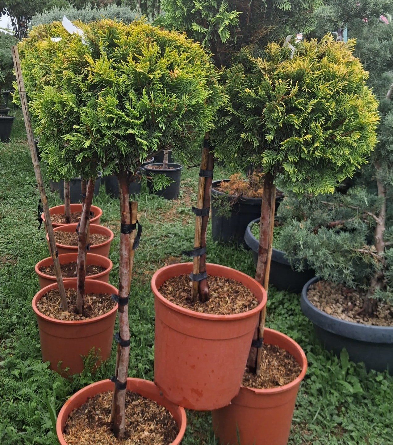 Cyprus PARIS LEYLANDII GOLD KULA