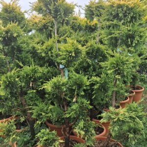 Cyprus PARIS LEYLANDII GOLD Pons Pons