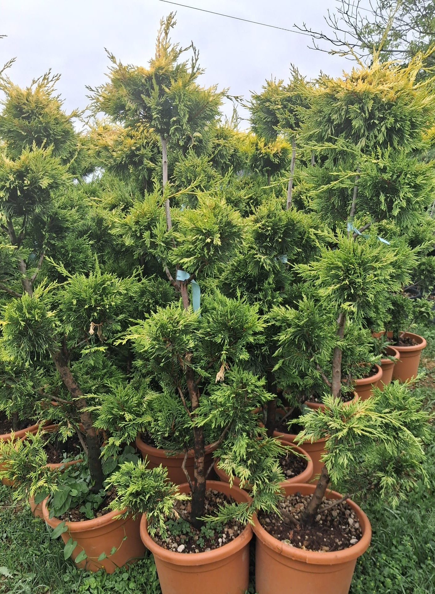 Cyprus PARIS LEYLANDII GOLD Pons Pons