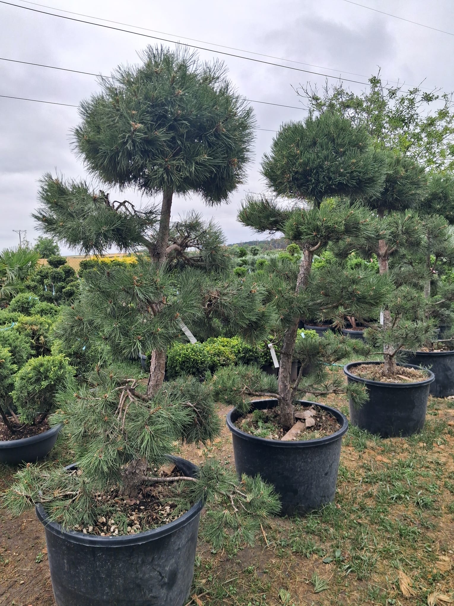 PINUS NIGRA BONSAI