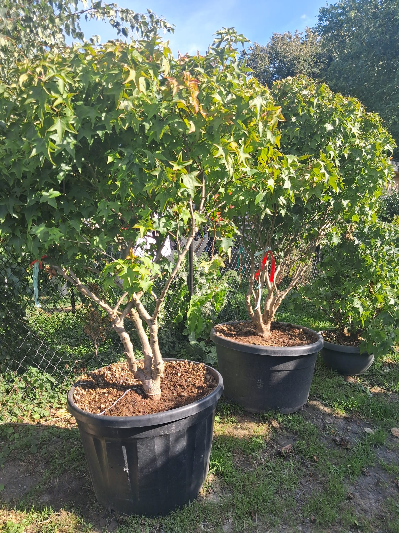 LIQUIDAMBAR GUMBALL -AMBROWIEC- - obrazek 2