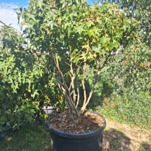 LIQUIDAMBAR GUMBALL -AMBROWIEC-