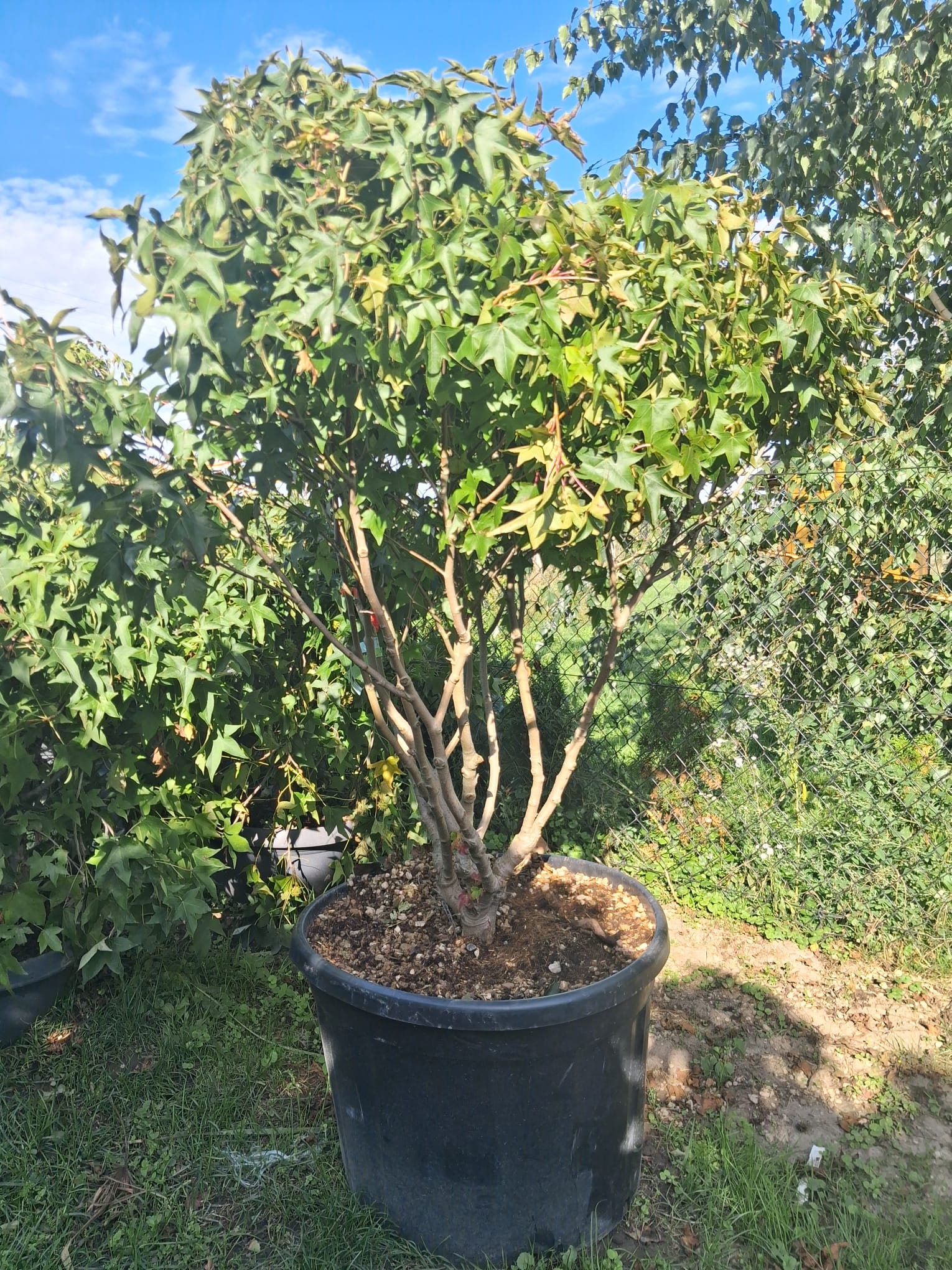 LIQUIDAMBAR GUMBALL -AMBROWIEC-