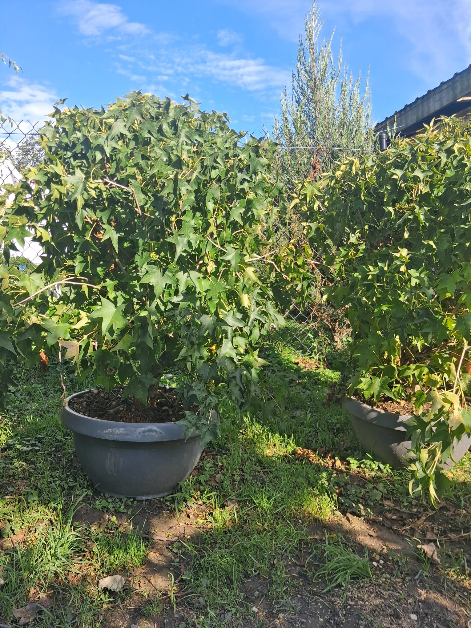 LIQUIDAMBAR GUMBALL -AMBROWIEC-